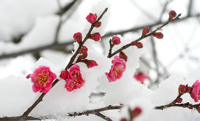 Апрельский снег значительно снизит урожай плодовых деревьев