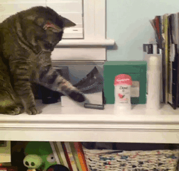 Почему коты сбрасывают вещи с полок